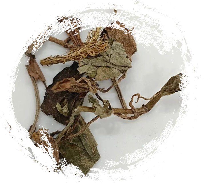 Ciri-ciri Utama Tumbuhan Perubatan Tradisional Cina