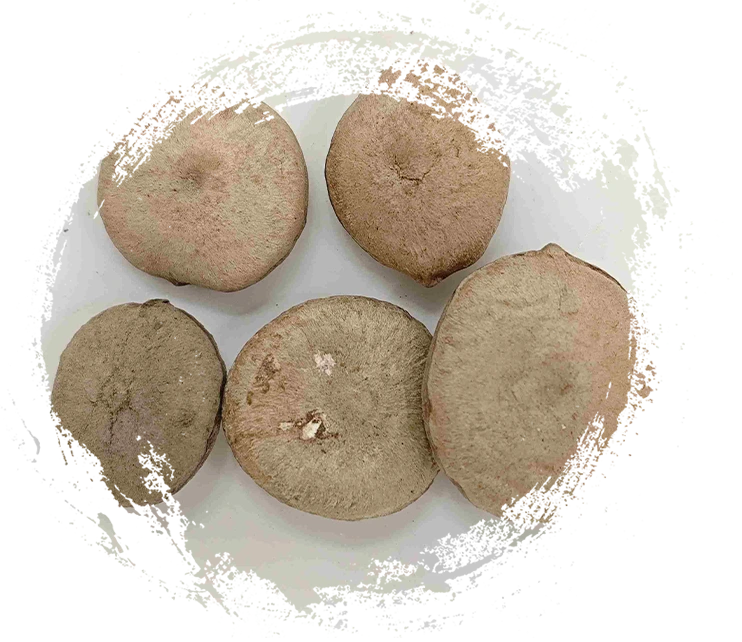 Pecahan TCM Berasaskan Tumbuhan: Cara Membezakan Rimpang, Benih, Bunga dan Alga