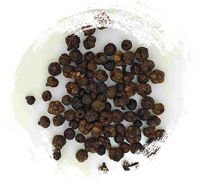 Buah Evodia yang diproses (Zhì Wúzhūyú)