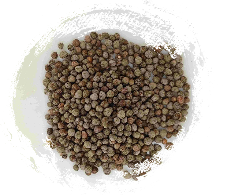 Benih perilla (zǐsūzǐ)