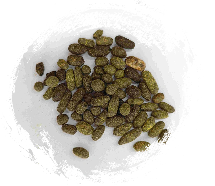 Resin pokok lacquer (wǔlíngzhī)