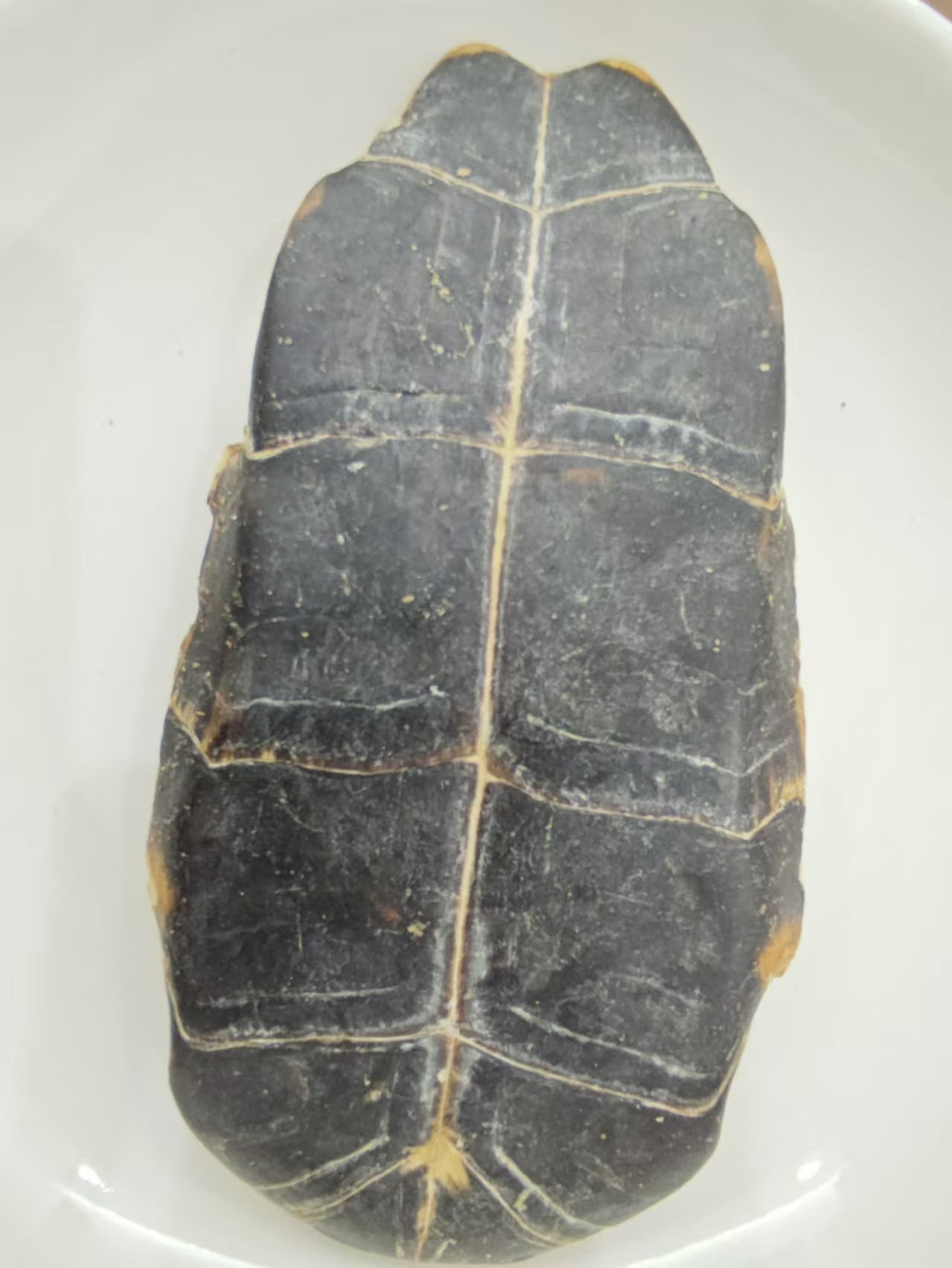 Shell kura -kura (guījiǎ)