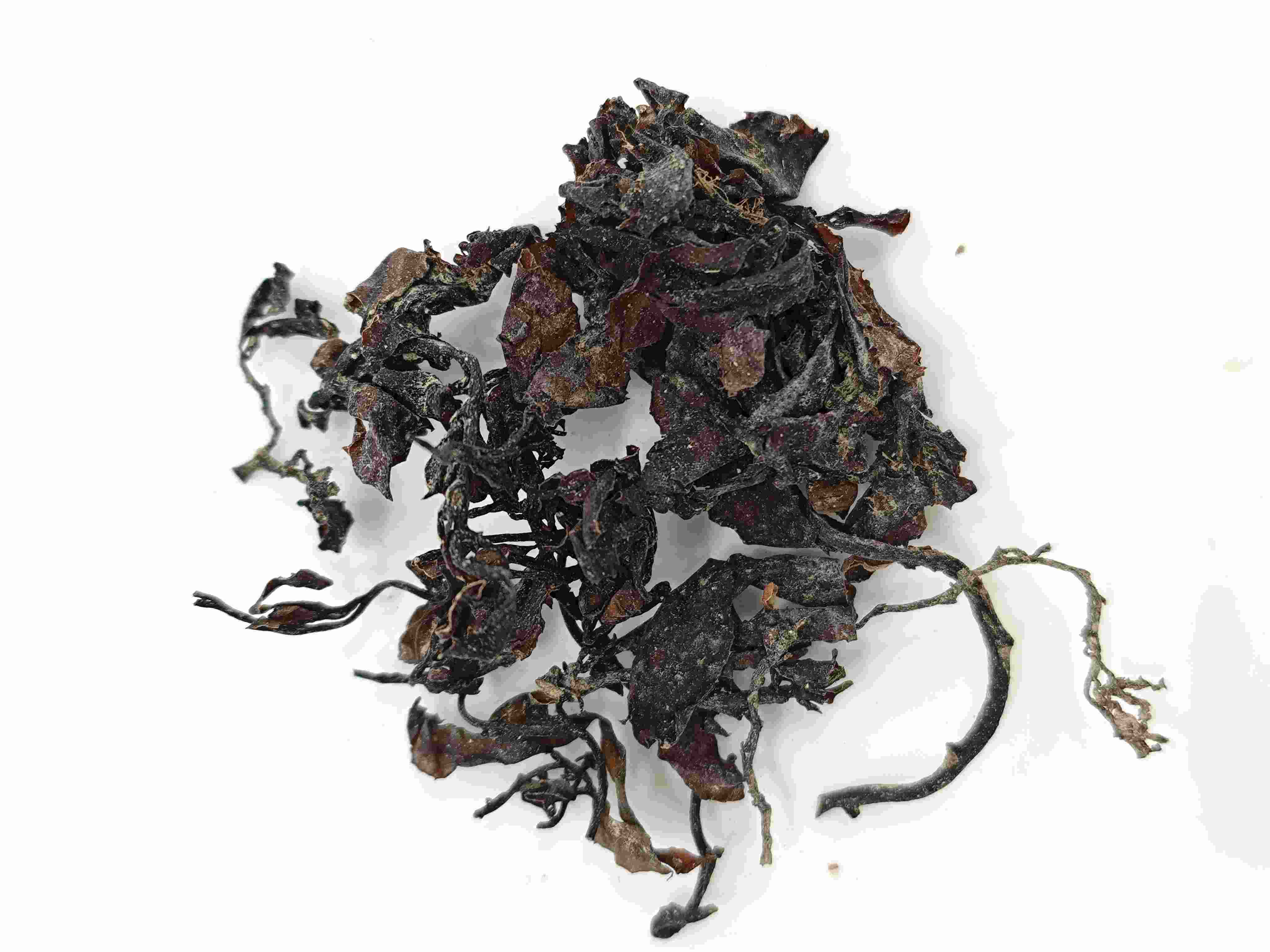 Rumpai Laut (Hǎizǎo)