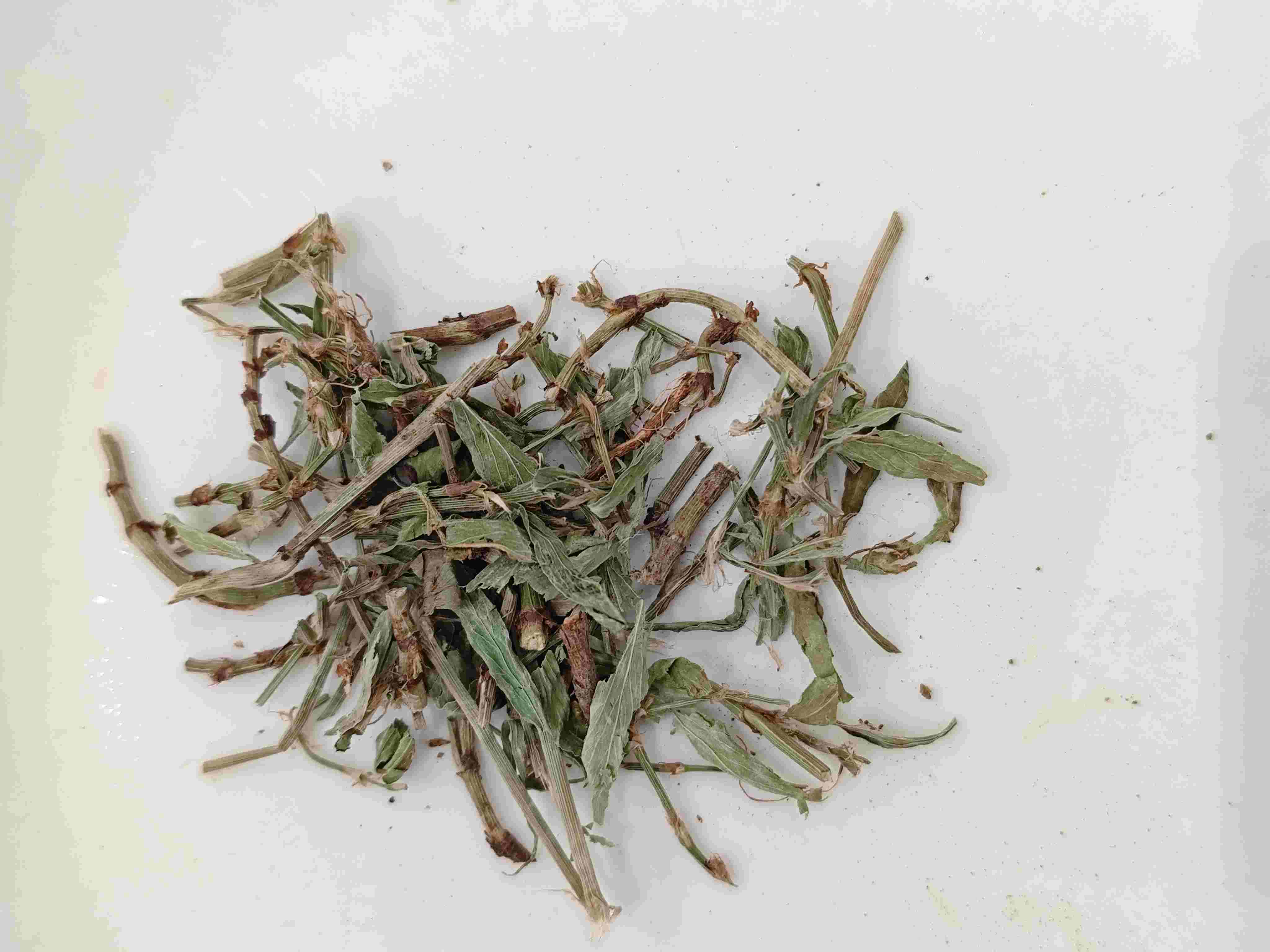 Herba Dogwood / Knotgrass (piān xù)