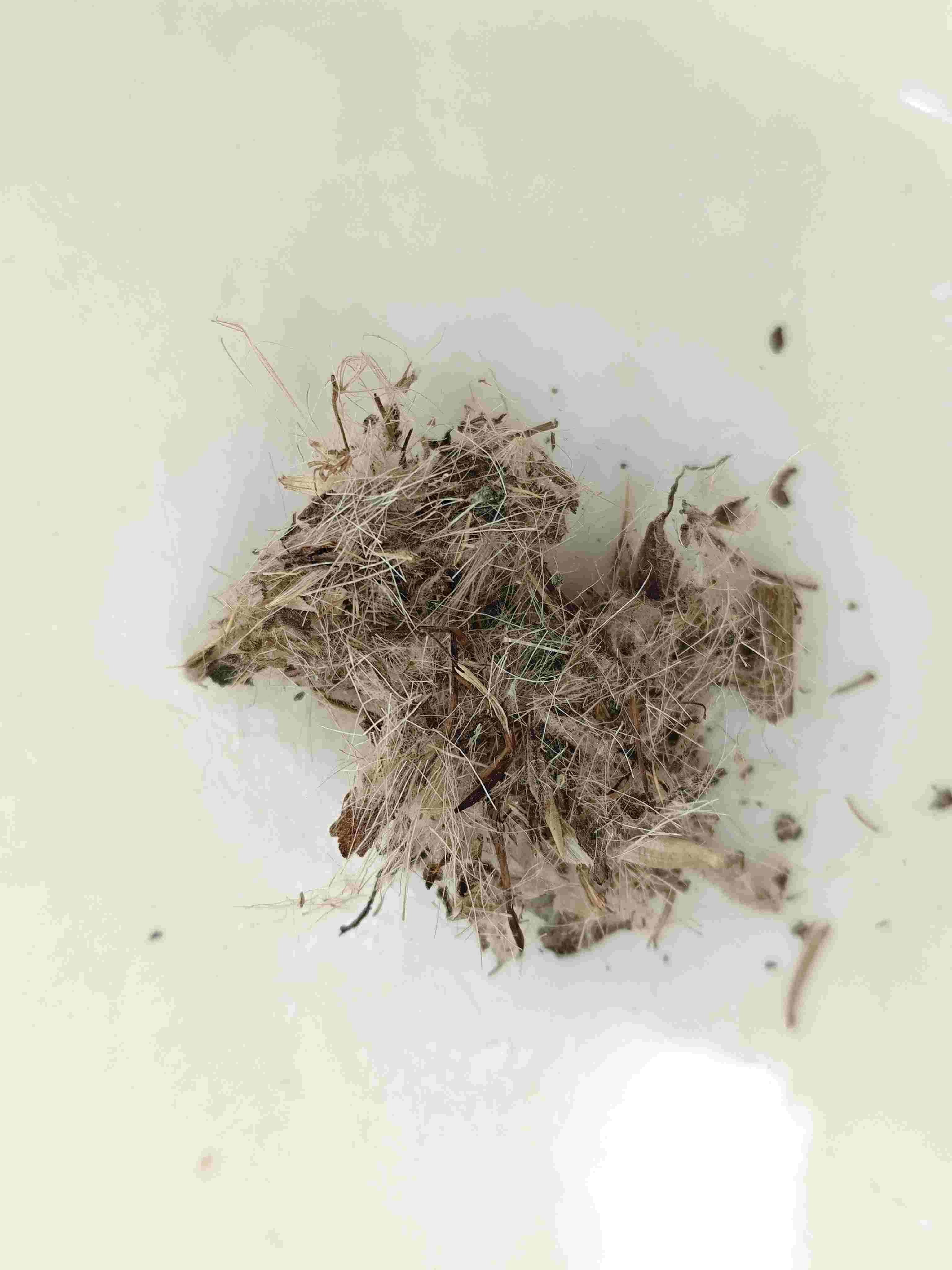 Thistle hebat (dàjì)