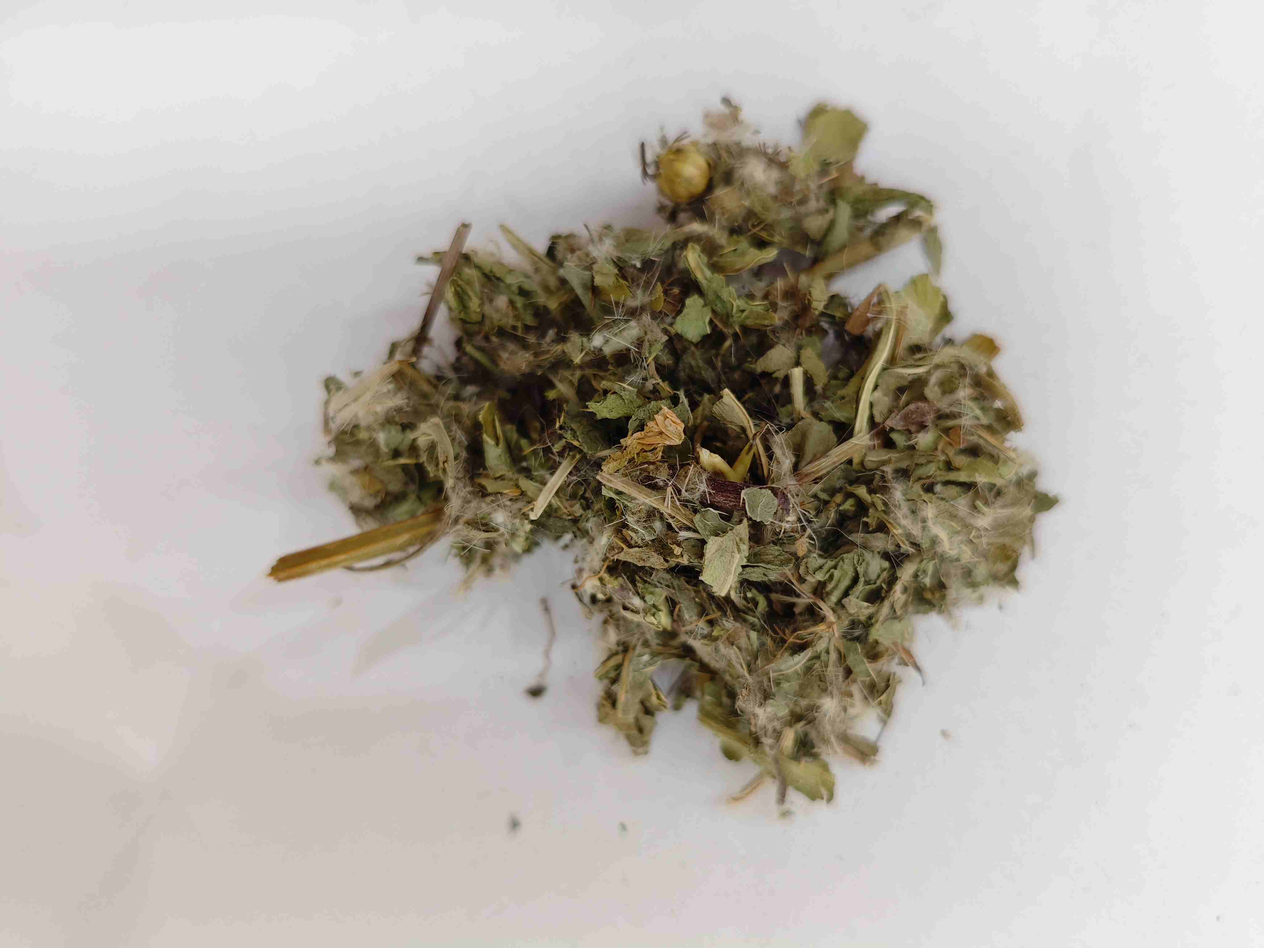 Thistle yang lebih rendah (xiǎo jì)