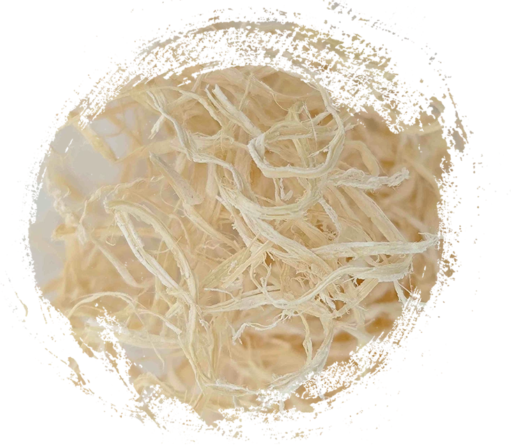 Buluh Pith (Zhú rú)