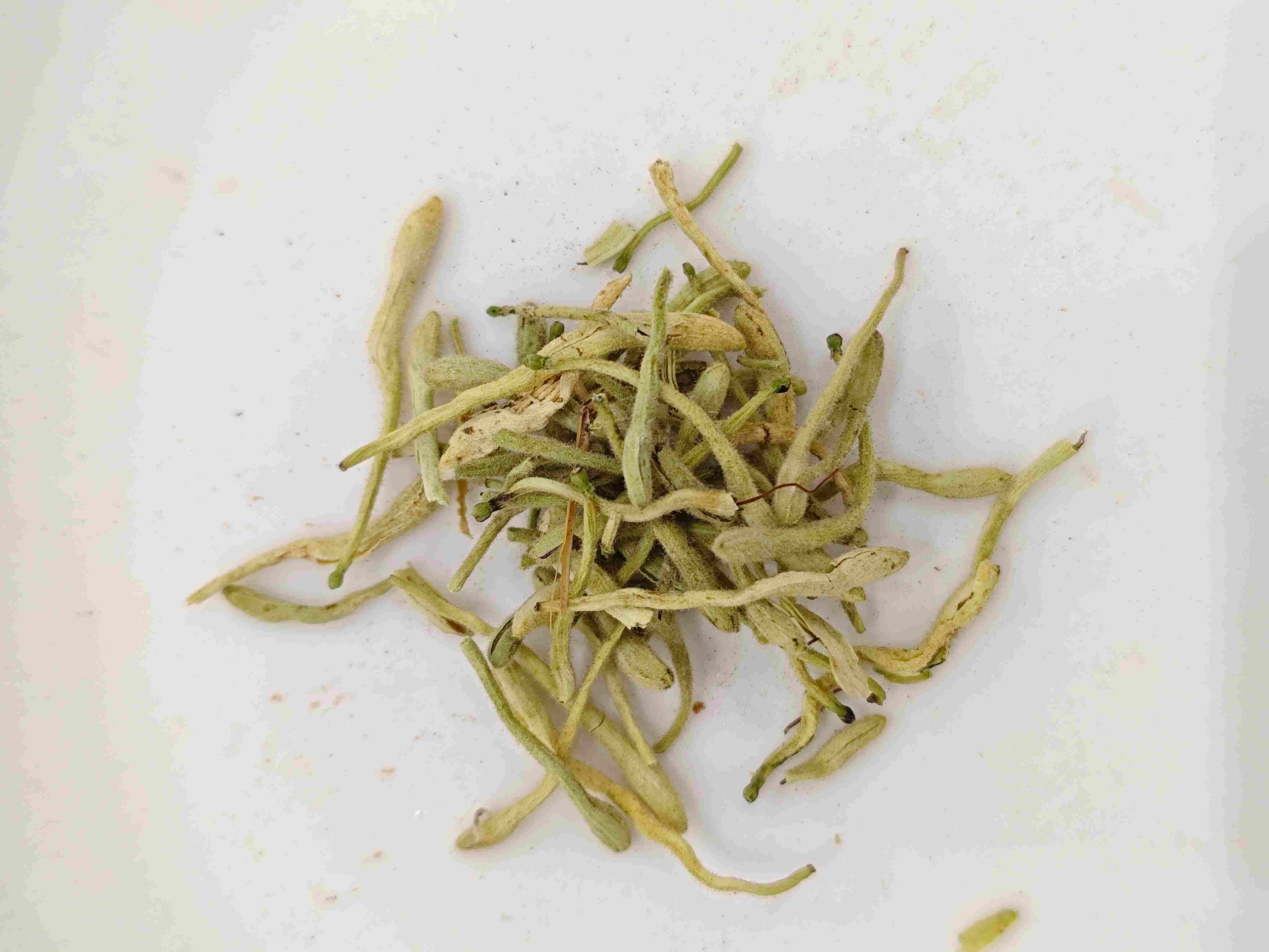 Bunga honeysuckle (jīnyínhuā)