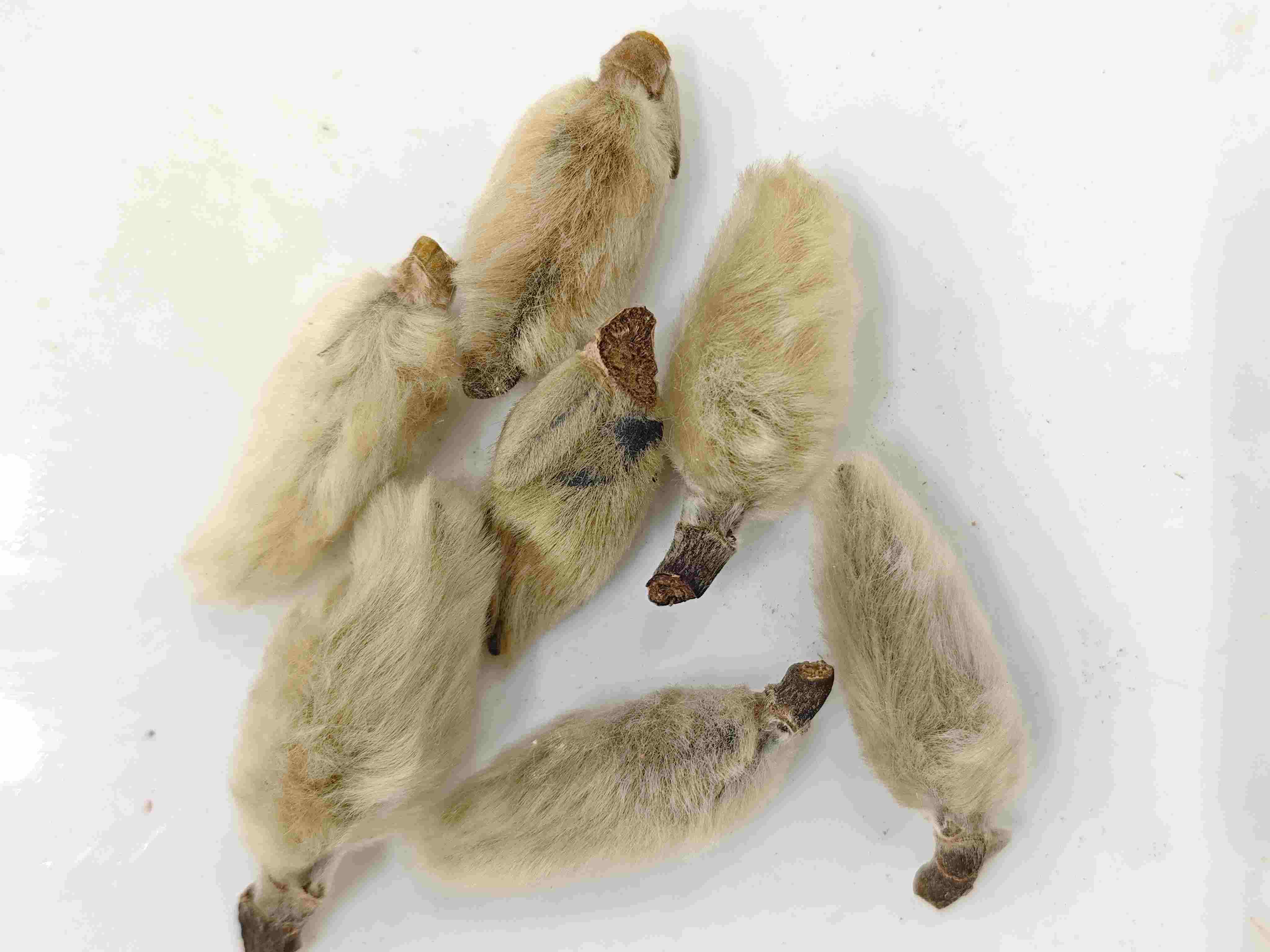 Tunas bunga magnolia (xīnyí)