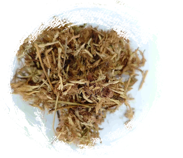 Bunga pokok sutera (héhuān huā)