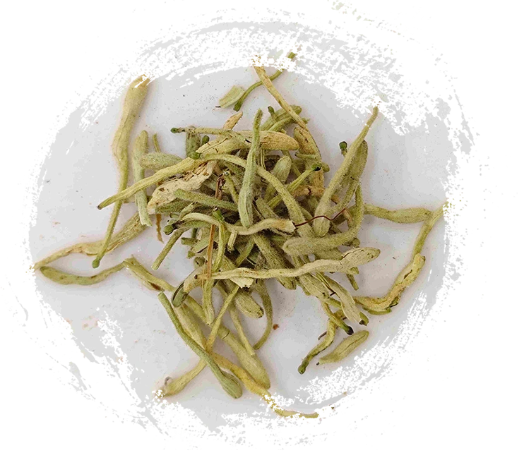 Bunga honeysuckle (jīnyínhuā)