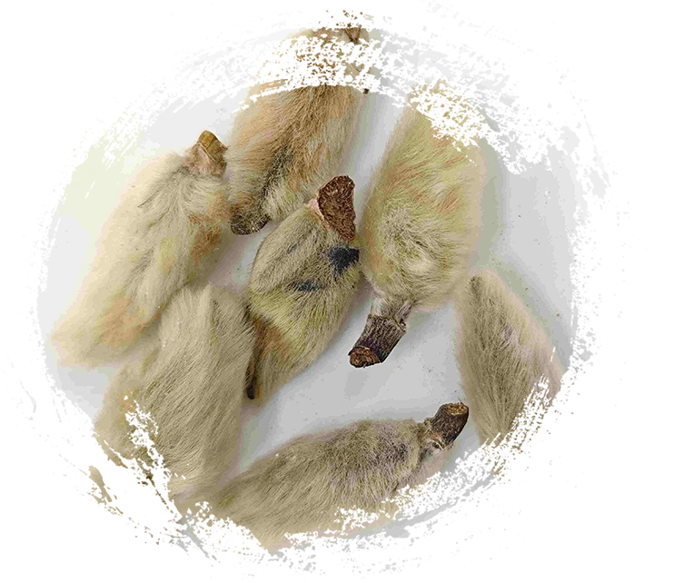 Tunas bunga magnolia (xīnyí)