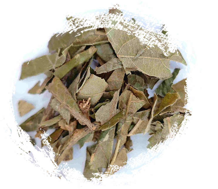 Daun loquat (pípá yè)